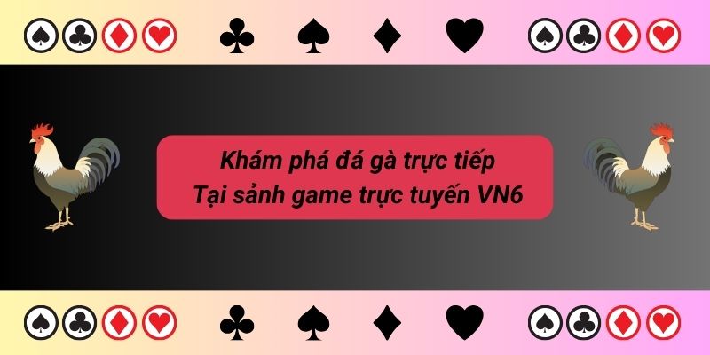 Giới thiệu đá gà trực tiếp tại kênh giải trí VN6