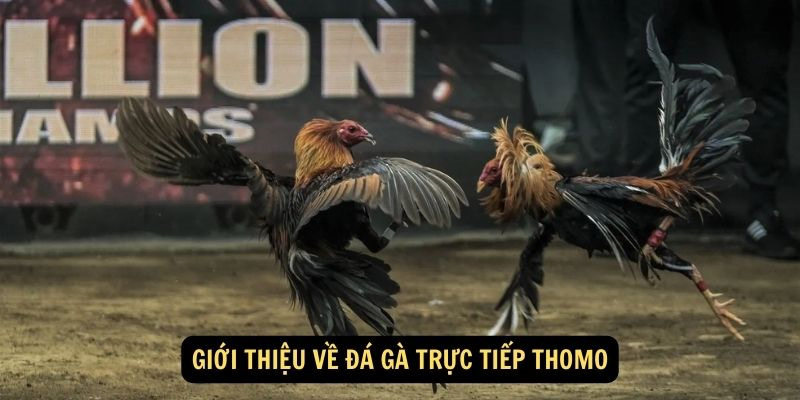 Đôi nét về hình thức thi đấu chọi kê Thomo cực gay cấn